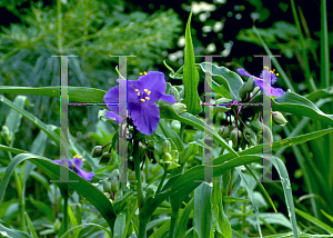 Picture of Tradescantia virginiana 'Zwanenberg Blue'