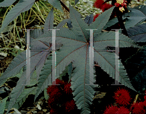 Picture of Ricinus communis 'Carmencita'