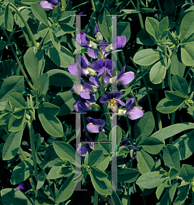 Picture of Baptisia australis 