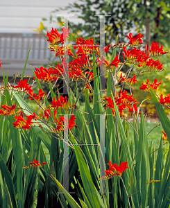 Picture of Crocosmia x crocosmiiflora 'Lucifer'