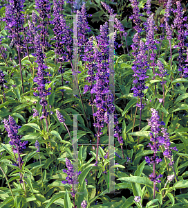 Picture of Salvia farinacea 'Victoria Blue'