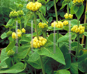 Picture of Phlomis russeliana 