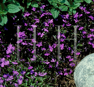 Picture of Lobelia erinus 