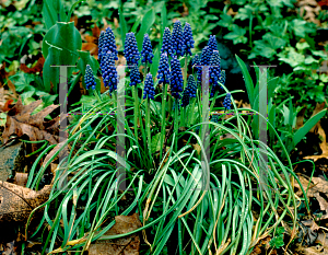 Picture of Muscari armeniacum 