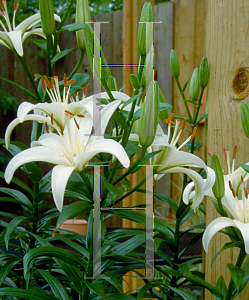 Picture of Lilium  'Roma'