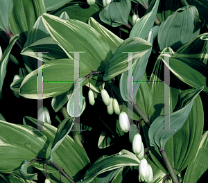 Picture of Polygonatum odoratum var. thunbergii 