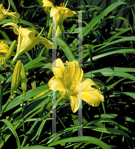 Picture of Hemerocallis  'Erin Prairie'