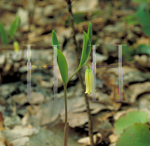 Picture of Uvularia sessilifolia 