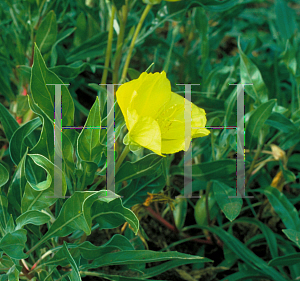 Picture of Oenothera macrocarpa 