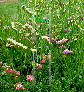 Picture of Limonium sinuatum 