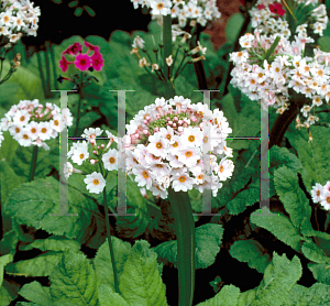 Picture of Primula japonica 