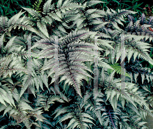 Picture of Athyrium nipponicum 'Pictum'