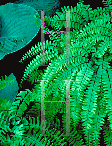 Picture of Adiantum pedatum 