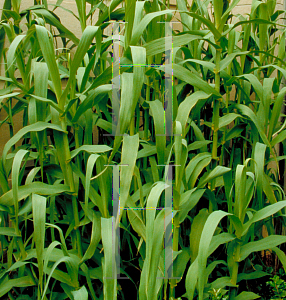 Picture of Arundo donax 