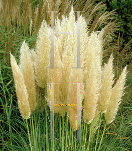 Picture of Cortaderia selloana 'Pumila'