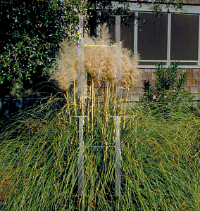 Picture of Cortaderia selloana 