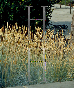 Picture of Festuca glauca 