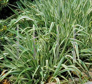 Picture of Phalaris arundinacea 'Picta'