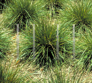 Picture of Deschampsia caespitosa 