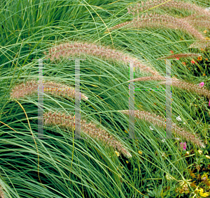 Picture of Pennisetum setaceum 