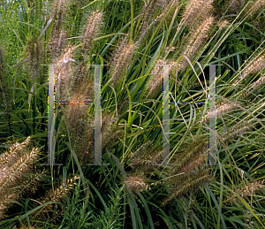 Picture of Pennisetum alopecuroides 