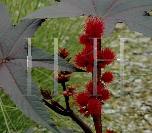 Picture of Ricinus communis 'Carmencita'