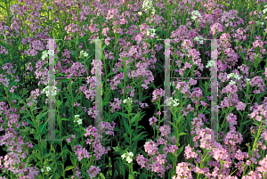 Picture of Hesperis matronalis 