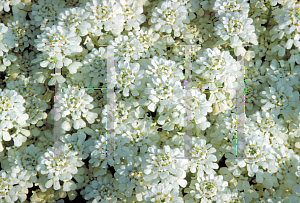 Picture of Iberis sempervirens 