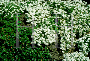 Picture of Lobularia maritima 