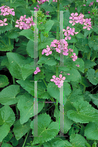 Picture of Lunaria annua 'Honesty'