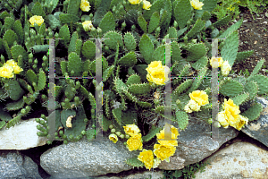 Picture of Opuntia compressa 