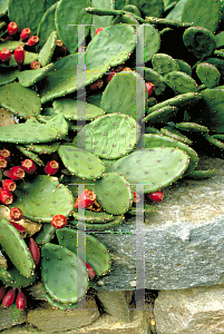 Picture of Opuntia compressa 