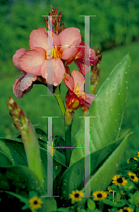 Picture of Canna x generalis 'Tropical Rose'