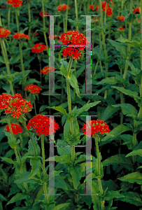 Picture of Lychnis chalcedonica 