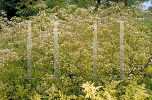 Picture of Gypsophila paniculata 