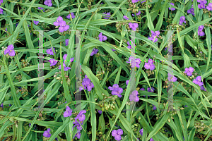 Picture of Tradescantia virginiana 'Purple Dome'