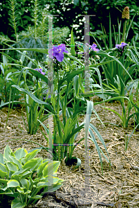 Picture of Tradescantia virginiana 'Zwanenberg Blue'