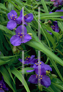 Picture of Tradescantia virginiana 