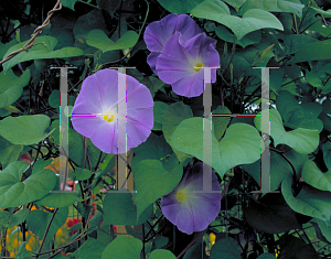 Picture of Ipomoea tricolor 'Heavenly Blue'