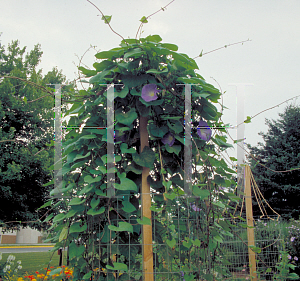 Picture of Ipomoea tricolor 'Heavenly Blue'