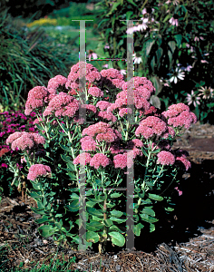 Picture of Hylotelephium (z)(Herbstfreude Group) 'Autumn Joy'