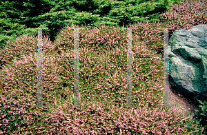 Picture of Calluna vulgaris 'County Wicklow'