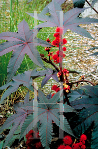 Picture of Ricinus communis 'Carmencita'