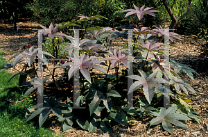 Picture of Ricinus communis 'Carmencita'