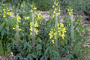 Picture of Thermopsis villosa 