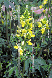 Picture of Thermopsis villosa 