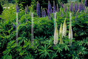 Picture of Lupinus polyphyllus 'Russell Hybrid'