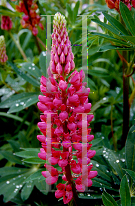 Picture of Lupinus polyphyllus 