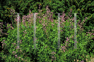 Picture of Baptisia australis 