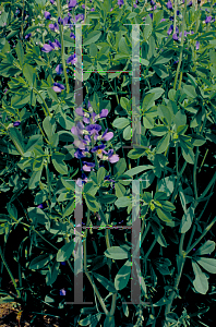 Picture of Baptisia australis 